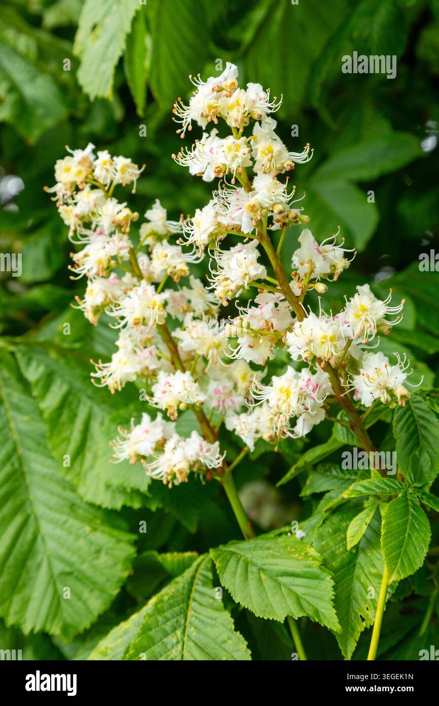 Blooming Horse-chestnut -Aesculus hippocastanum Stock Photo