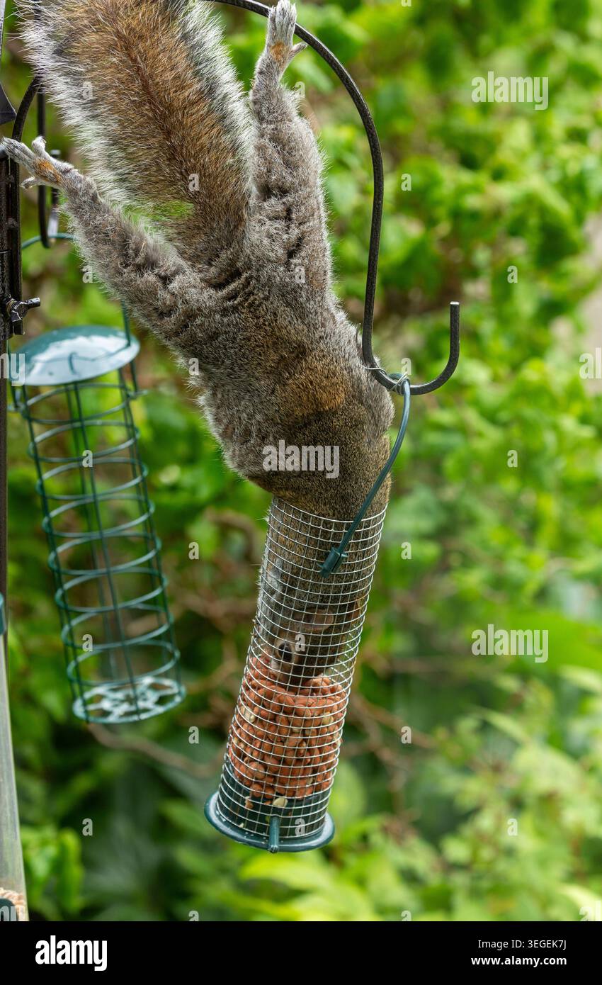 A Grey Squirrel (Sciurus carolinensis) attempting to feed from a hanging bird feeder Stock Photo