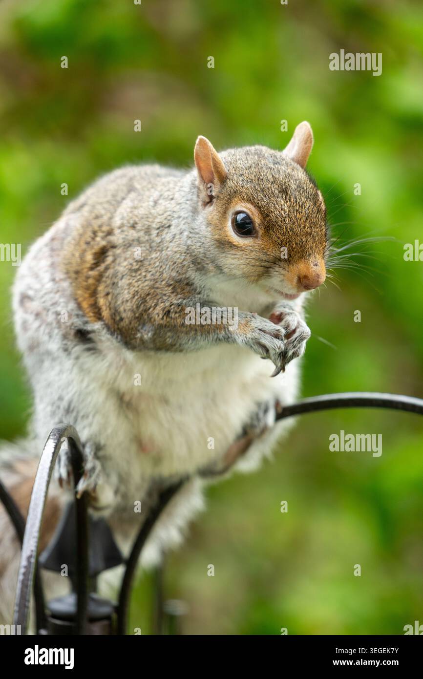 Portrait of a Grey Squirrel (Sciurus carolinensis) Stock Photo
