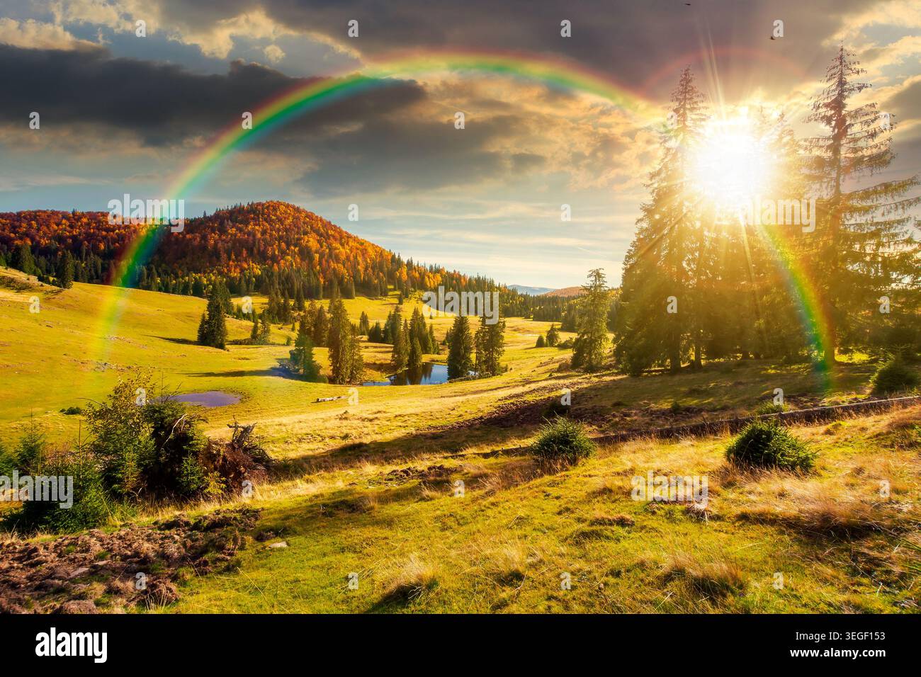 sunset over spruce trees on meadow between hillsides with coniferous forest under the cloudy sky. mountain scenery of romania nature park. view of a v Stock Photo
