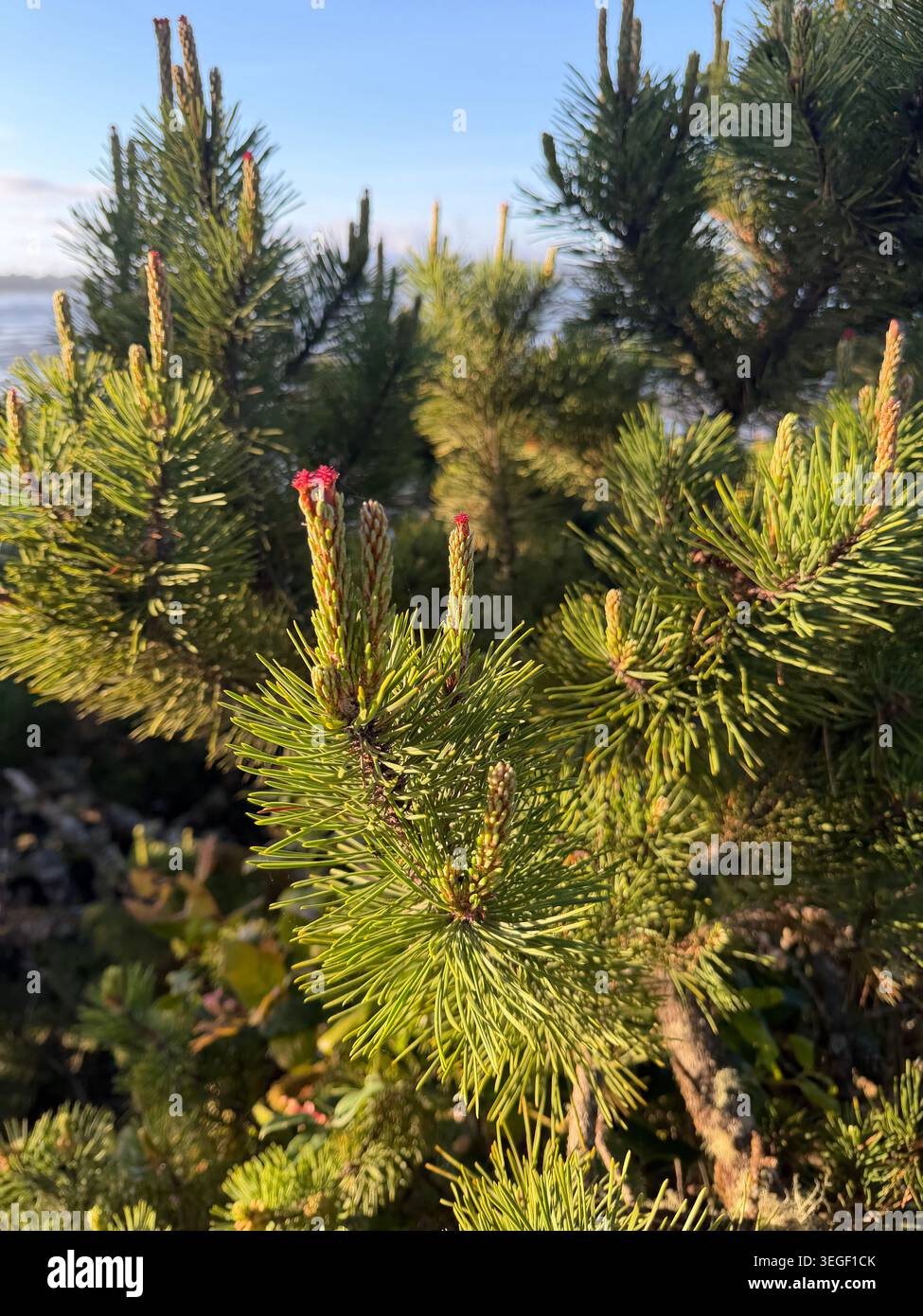Lodgepole pine tree on the Oregon coast. - Smartphone Captured Stock Image