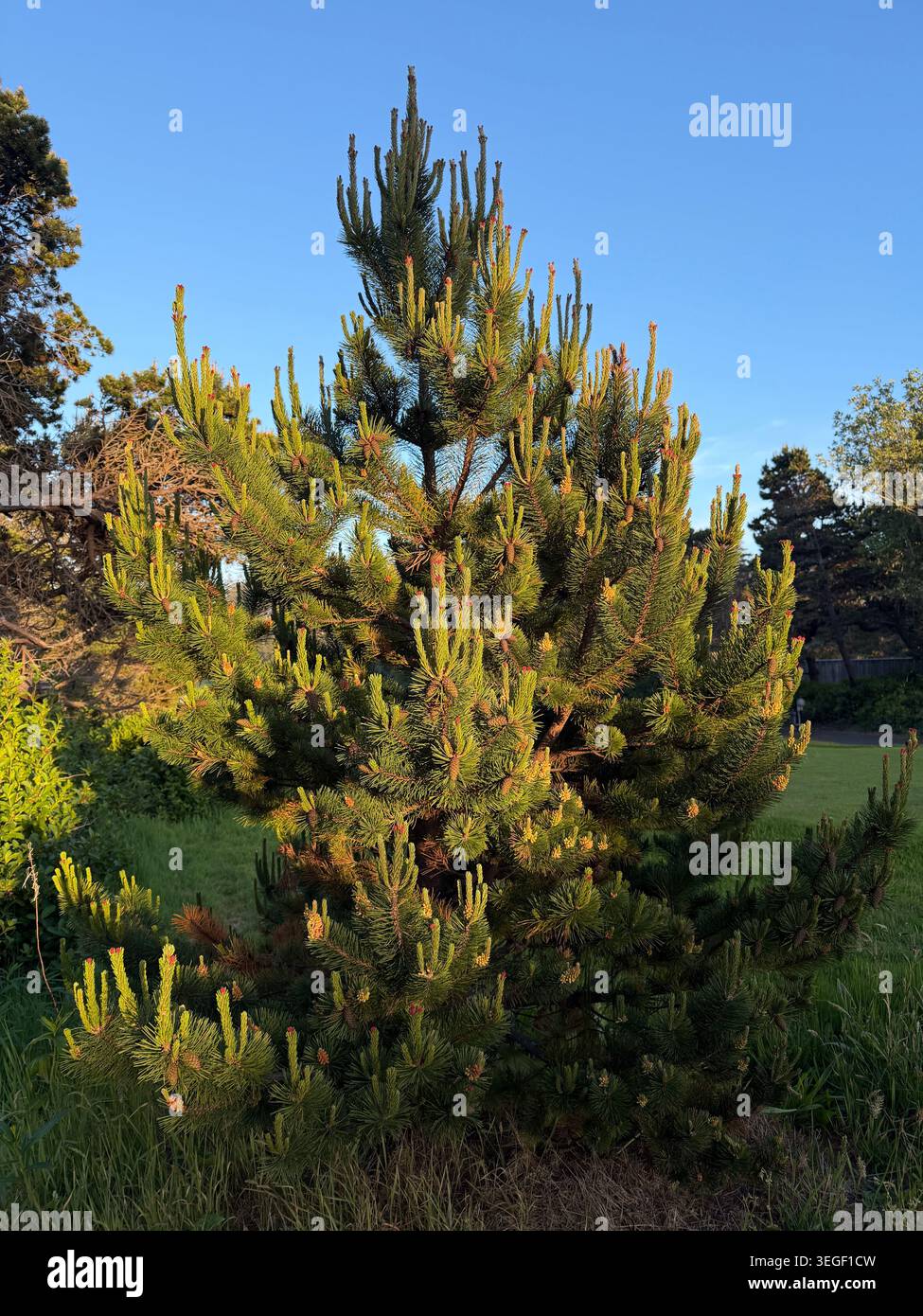 Lodgepole pine tree on the Oregon coast. - Smartphone Captured Stock Image