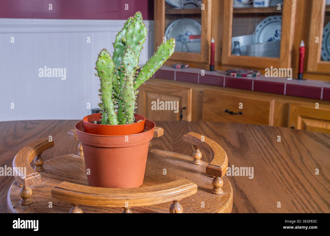 Indoor cactus arrangement in pot hi-res stock photography and images - Alamy