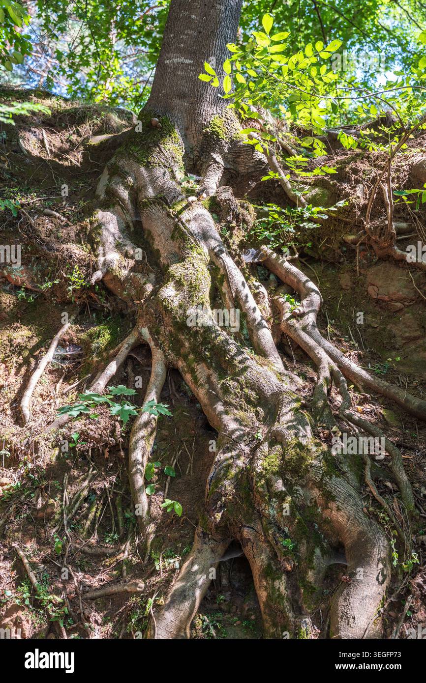 Tree Roots Over Hillside Hillside cross section reveals layered soil and rock beneath dense ...