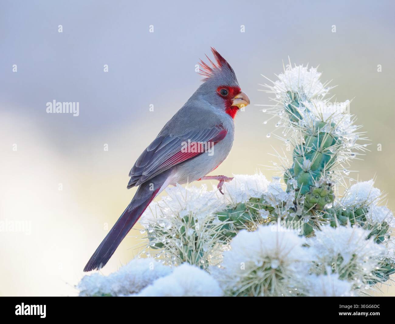 Pyrrhuloxia in the snow, Marana, Arizona Stock Photo
