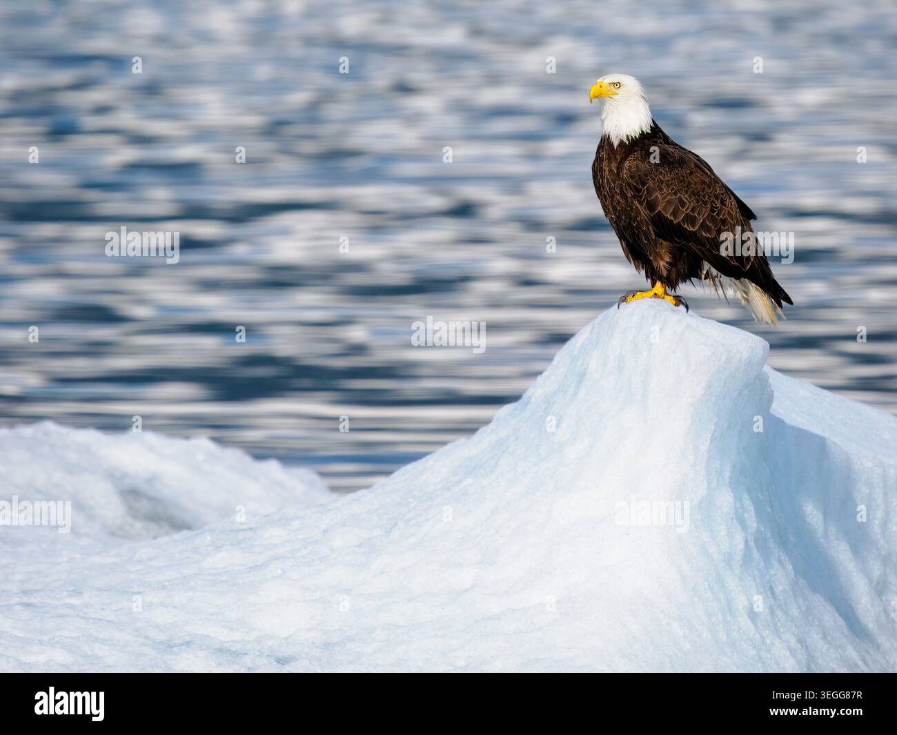 Bald eagle, Tongass National Forest, Alaska. Stock Photo