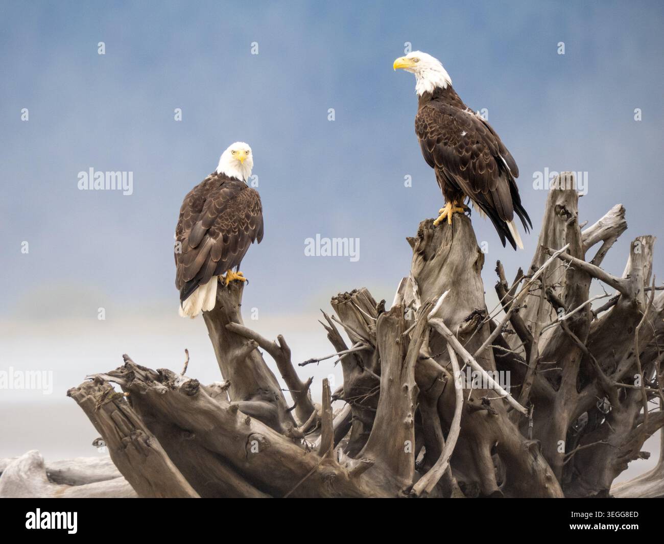Bald eagles, Tongass National Forest, Alaska. Stock Photo