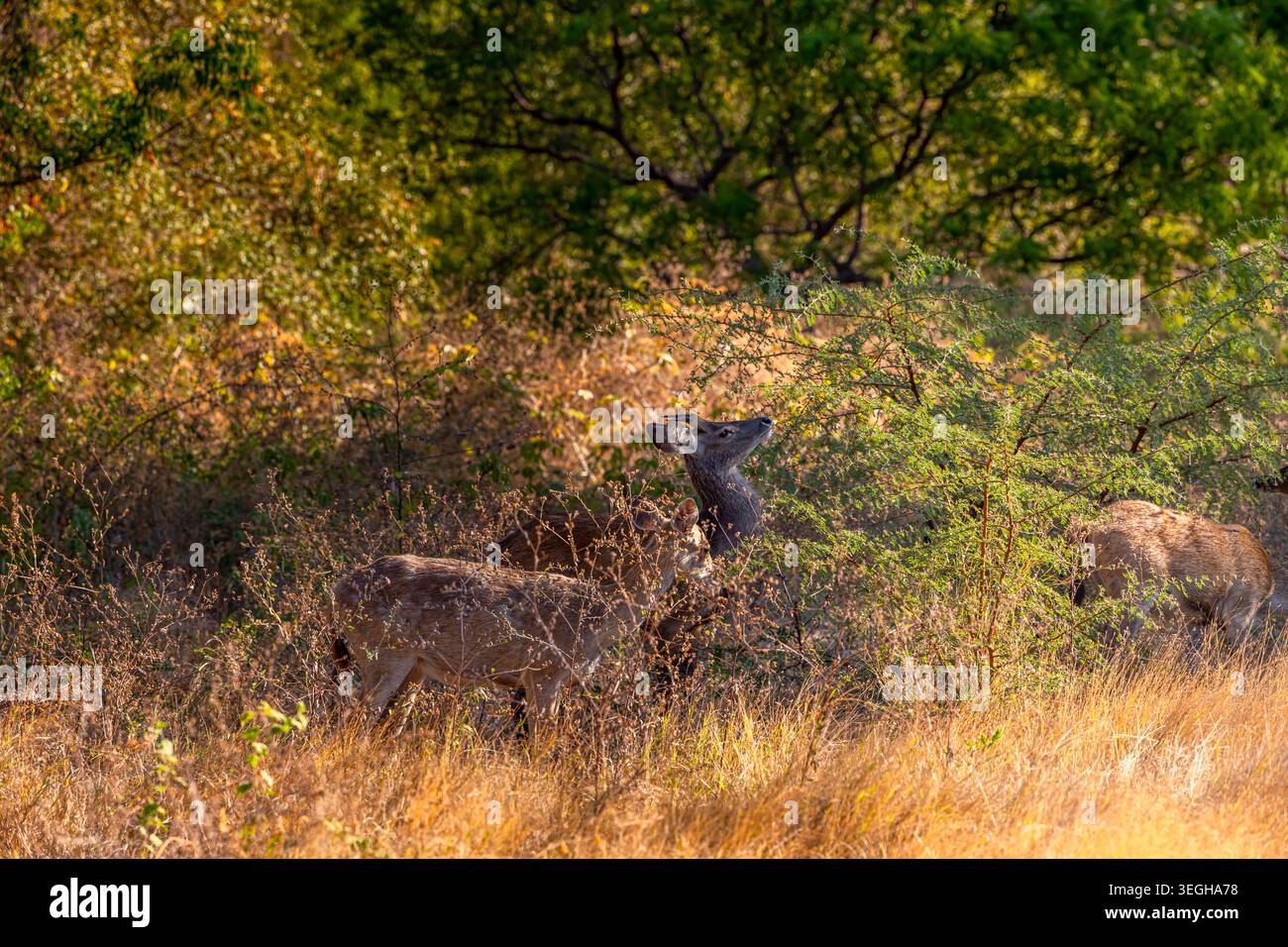 The female Javan rusa or Sunda sambar (Rusa timorensis) is a deer ...