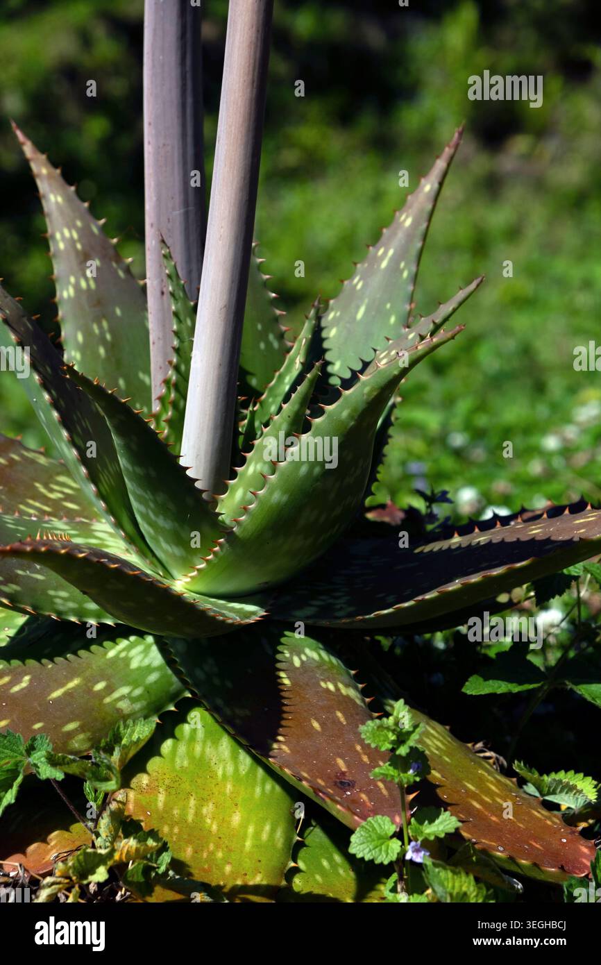 Spotted aloe vera plant leaves hi-res stock photography and images - Alamy