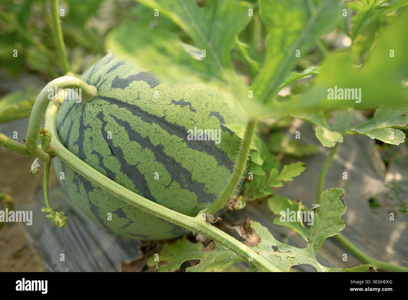 Watermelon Fruit Growing in a Soil Stock Photo - Alamy