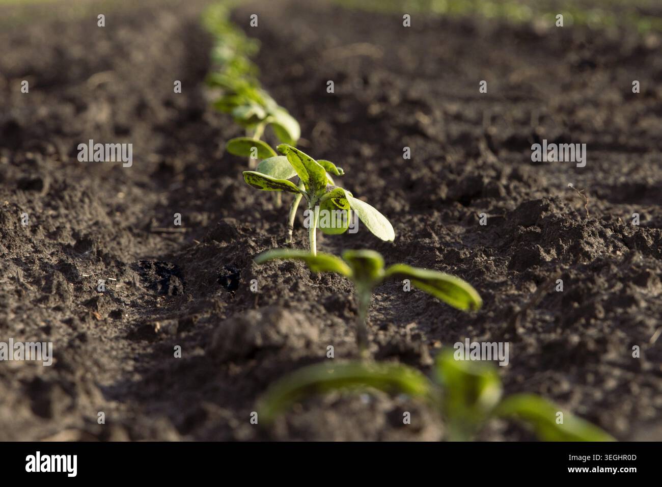 Young green seedlings growing in fertile soil at sunset close view ...