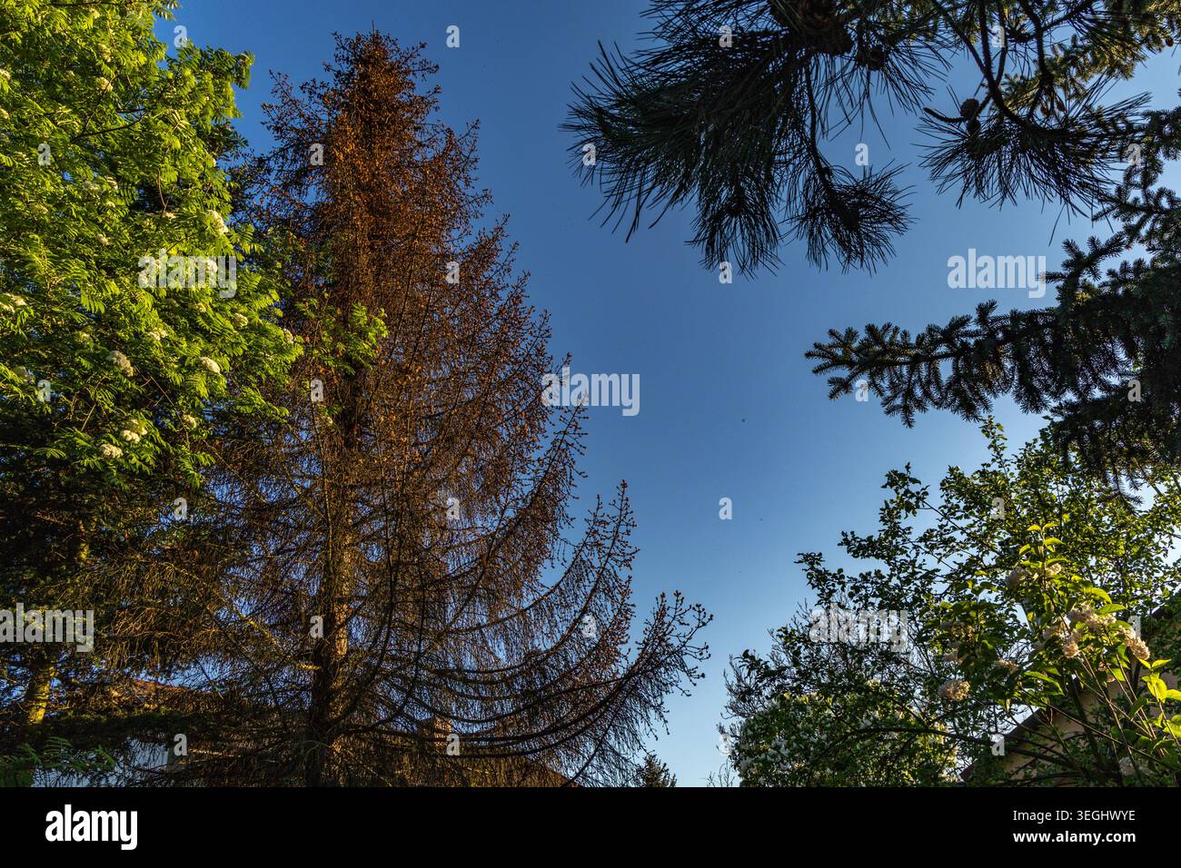 Dry conifer tree trunk with dead branches and no needles, showing ...
