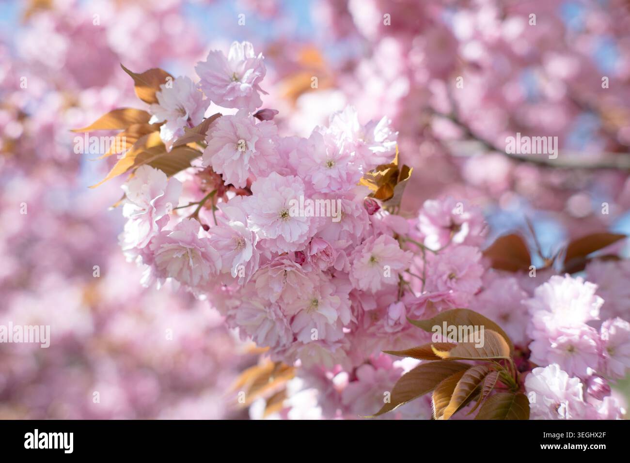 Pink spring flowers with delicate petals, beautiful spring. Stock Photo