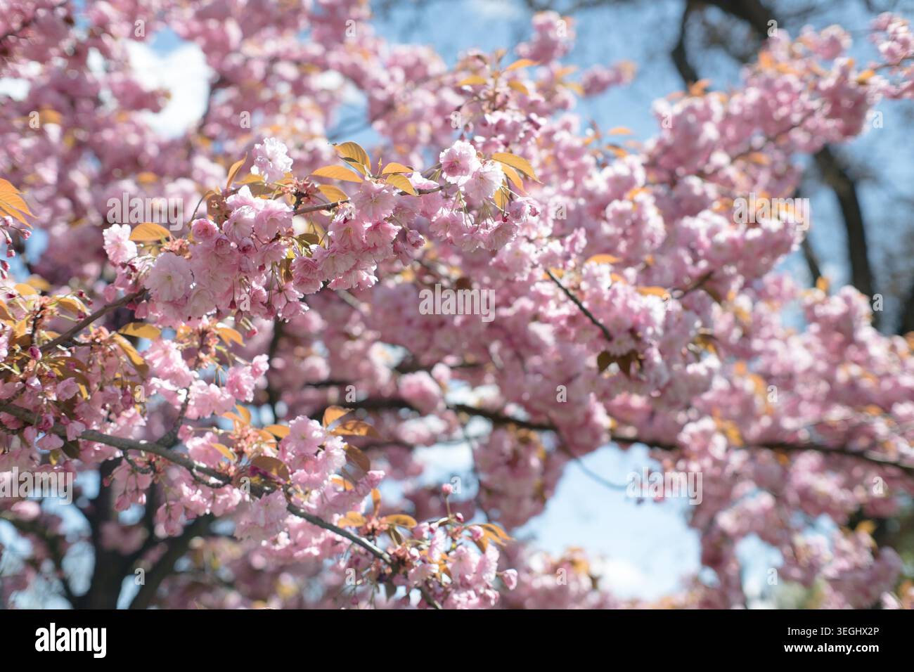 Pink spring flowers with delicate petals, beautiful spring. Stock Photo
