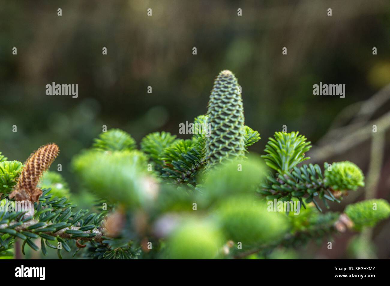 Dry conifer tree trunk with dead branches and no needles, showing ...