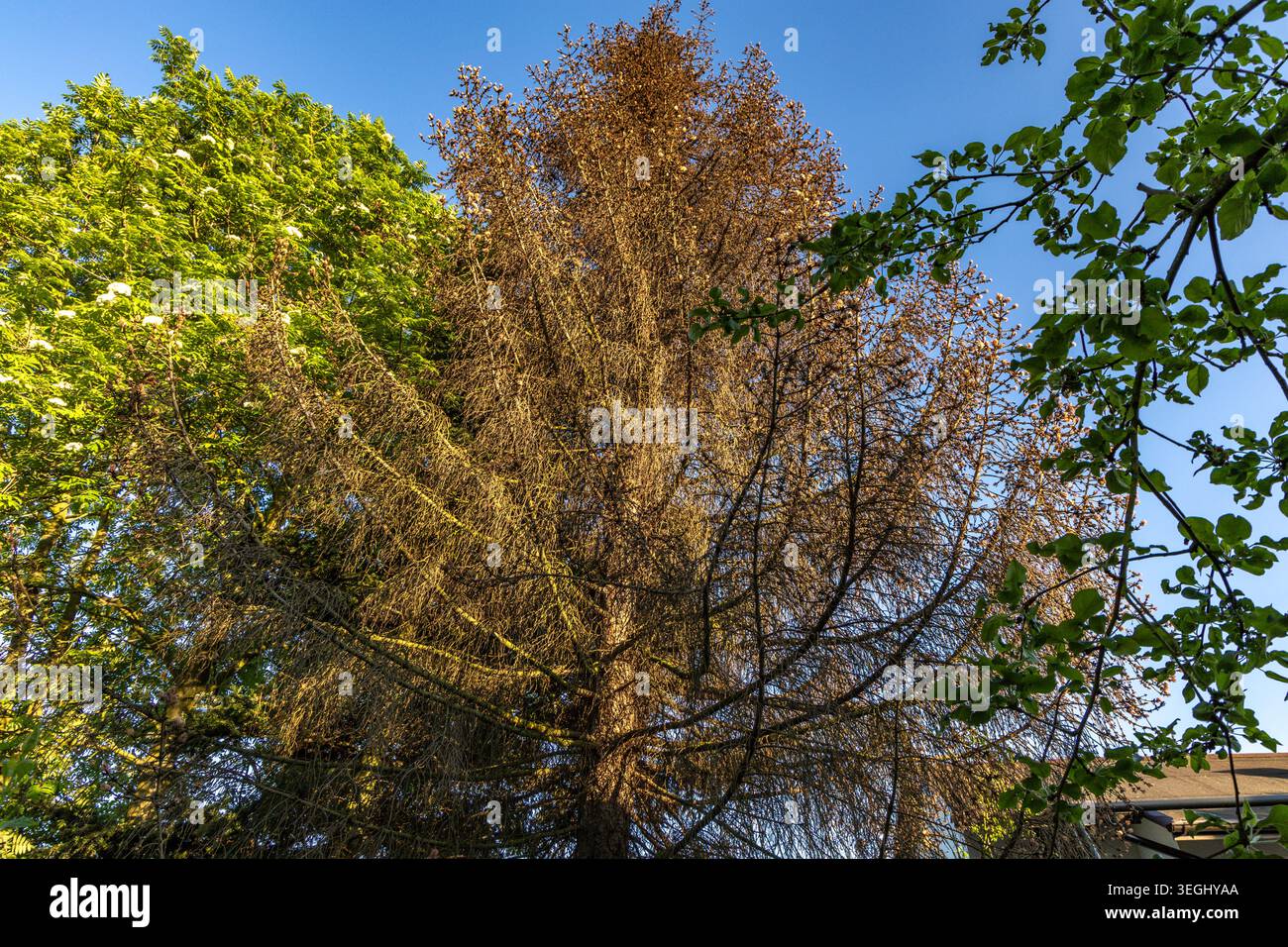 Dry conifer tree trunk with dead branches and no needles, showing ...
