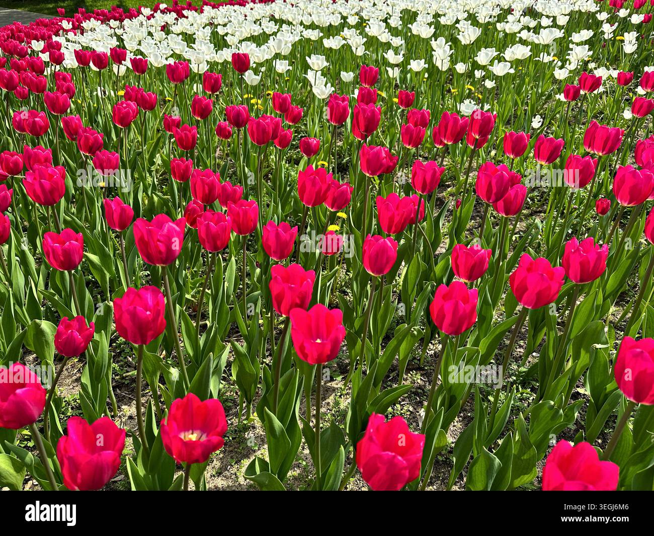 Vibrant Red and White Tulip Field in Springtime Blooming Under the Sun Stock Photo