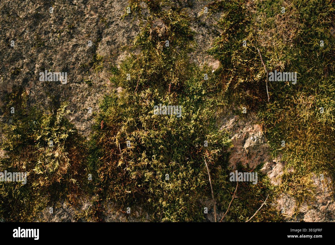 Moss on a stone in the forest Stock Photo