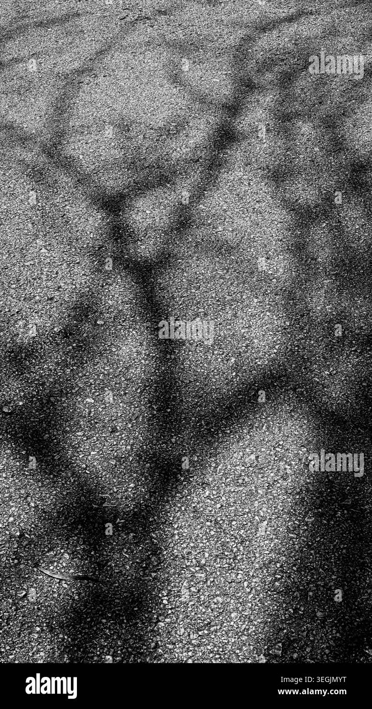 Black and White Tree Shadow Abstract Pattern on Rough Asphalt Surface ...