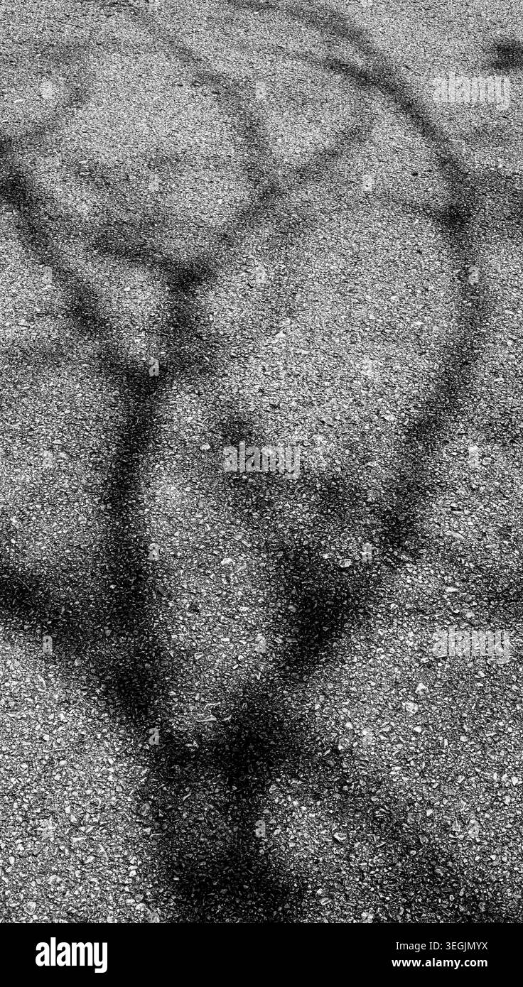 Black and White Tree Shadow Abstract Pattern on Rough Asphalt Surface ...