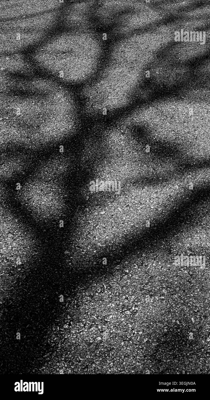 Black and White Tree Shadow Abstract Pattern on Rough Asphalt Surface ...