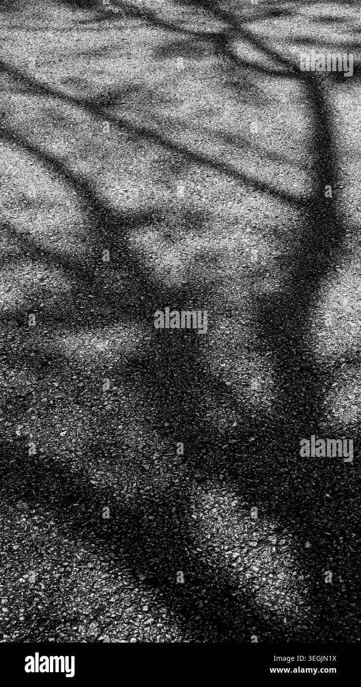Black and White Tree Shadow Abstract Pattern on Rough Asphalt Surface ...
