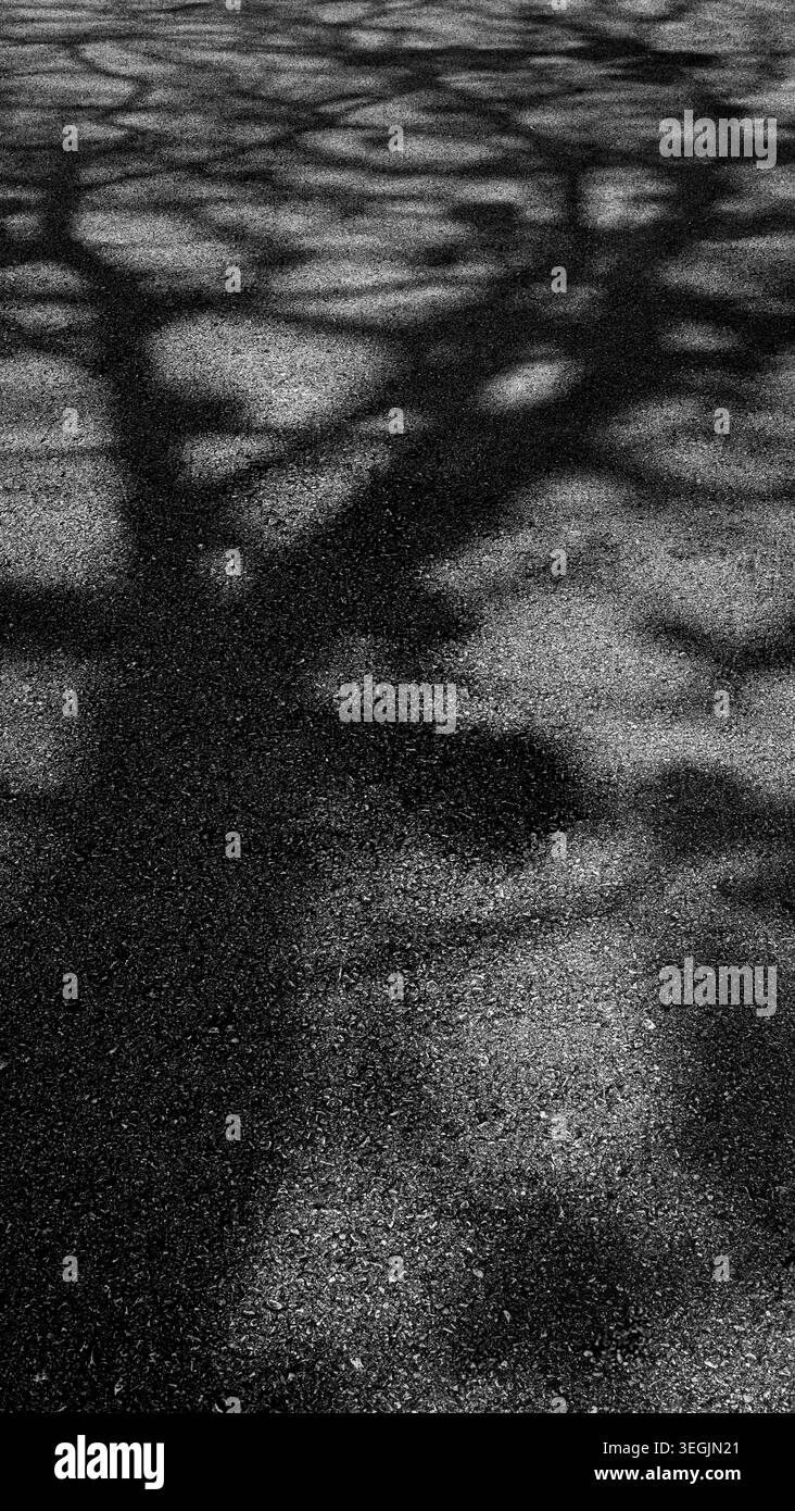 Black and White Tree Shadow Abstract Pattern on Rough Asphalt Surface ...