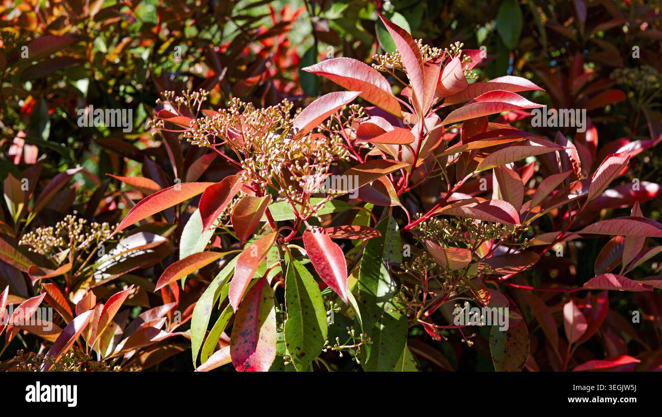 Photinia fraseri hi-res stock photography and images - Alamy