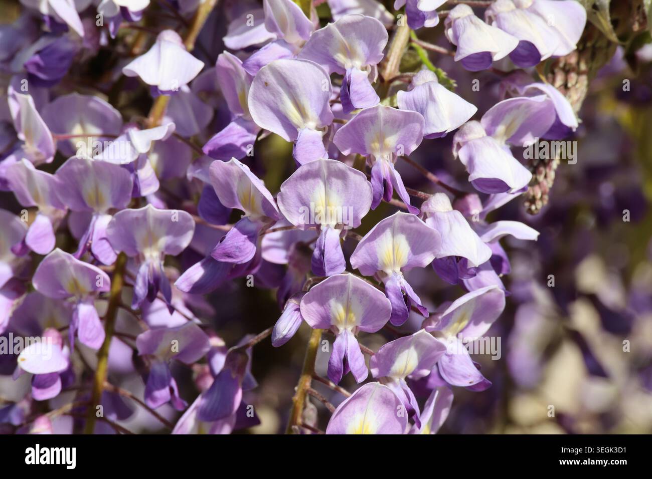 Close up wisteria flower cluster hi-res stock photography and images - Alamy
