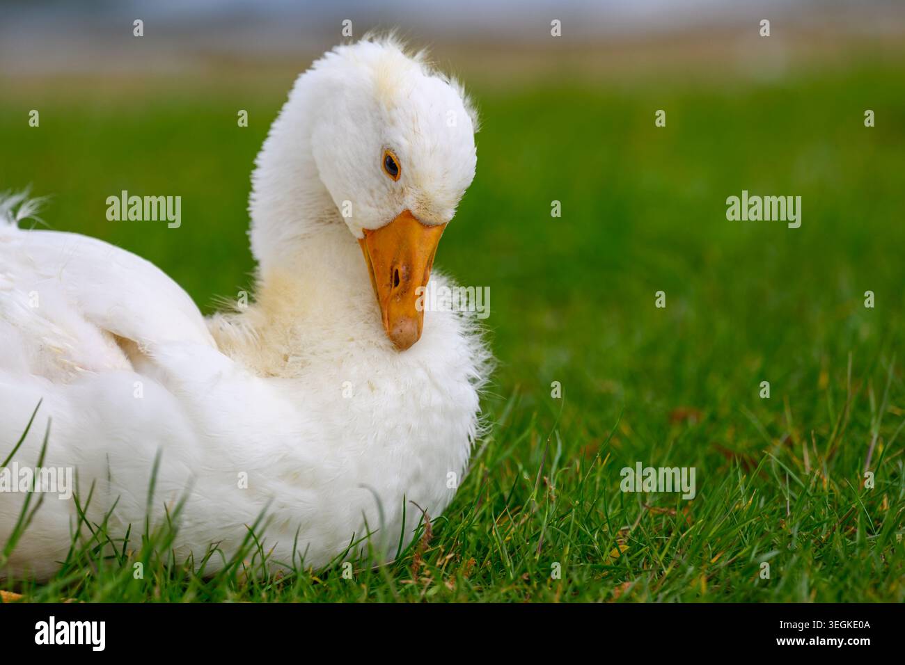 Young white goose lying on green grass Stock Photo