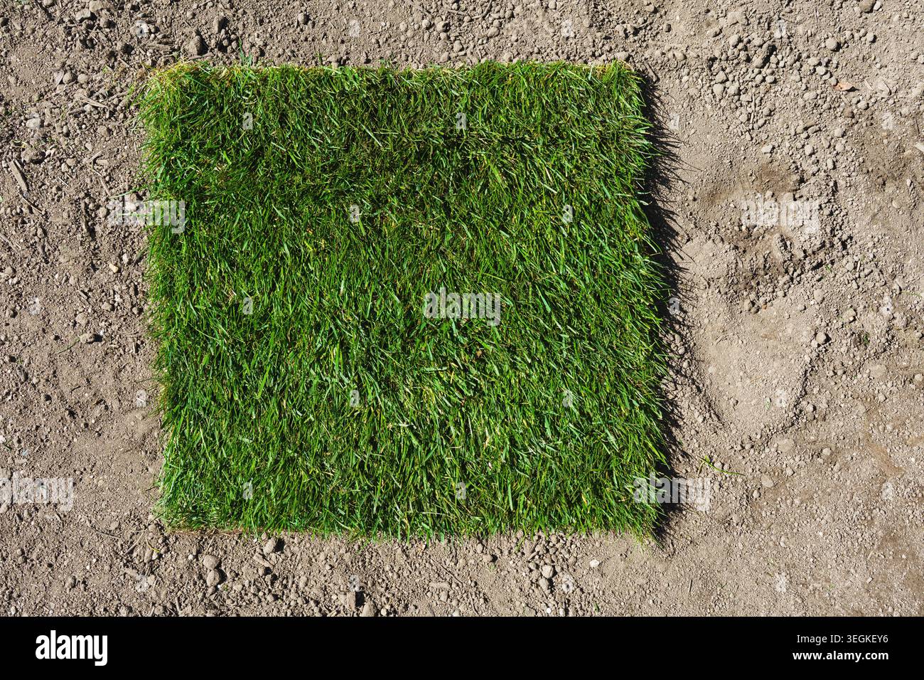 Gardening. Making a lawn from a roll. A cut-out piece of rolled turf on the ground. Stock Photo