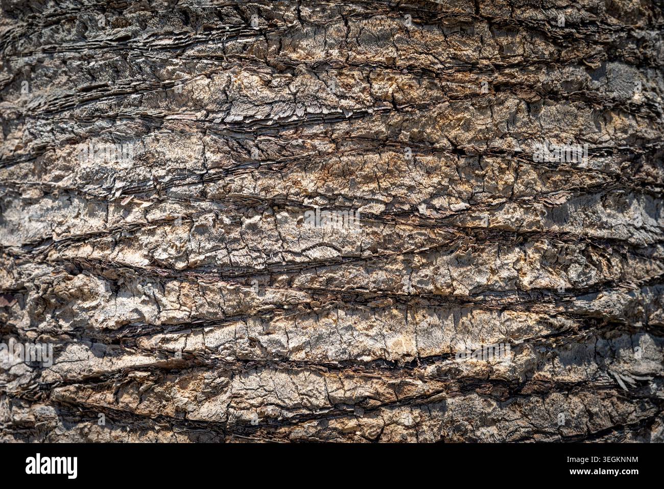 Abstract Palm Tree Bark Texture Background Pattern Stock Photo