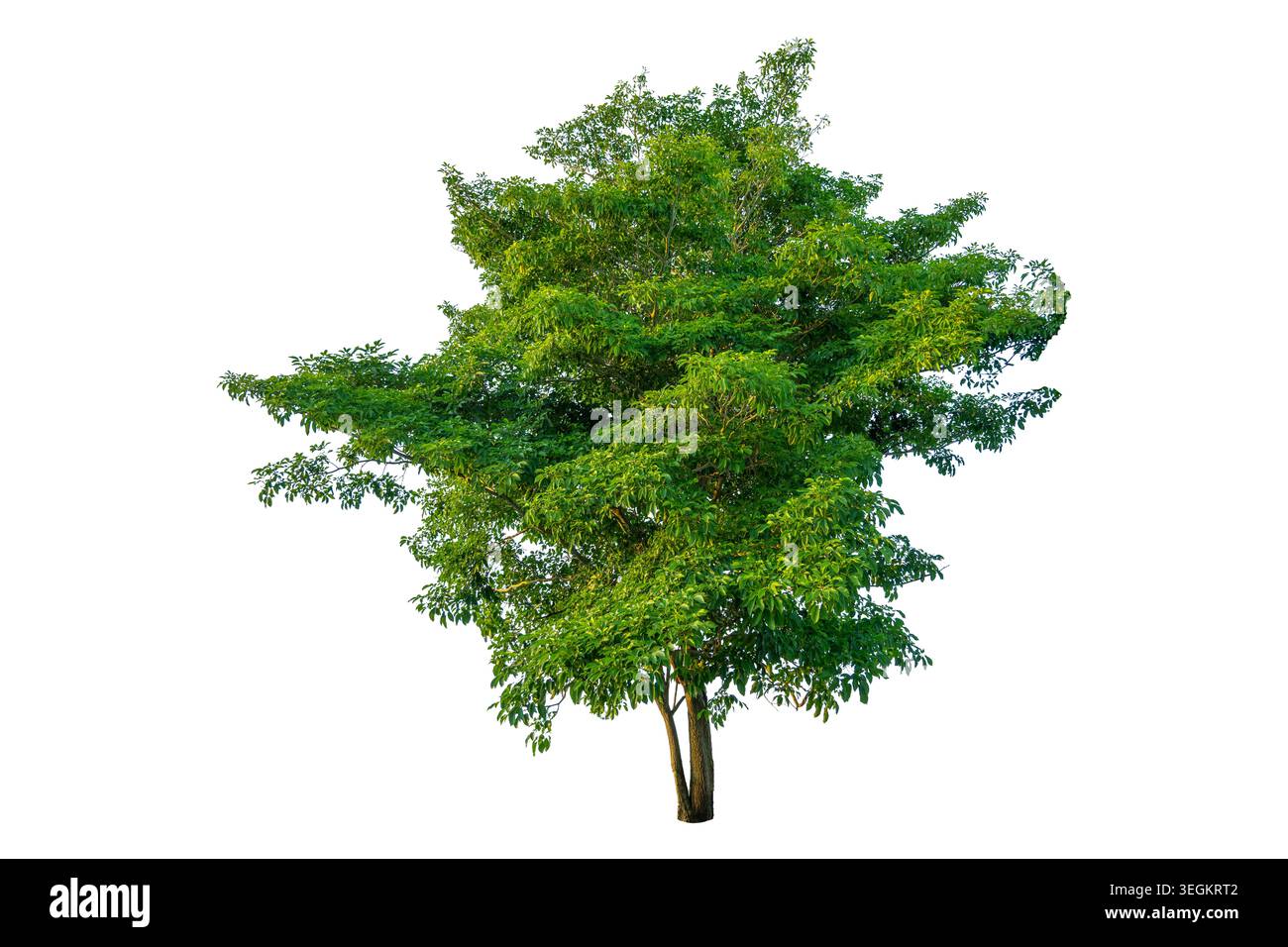 Single big green tree isolated on a solid white background for architectural and landscape design element Stock Photo