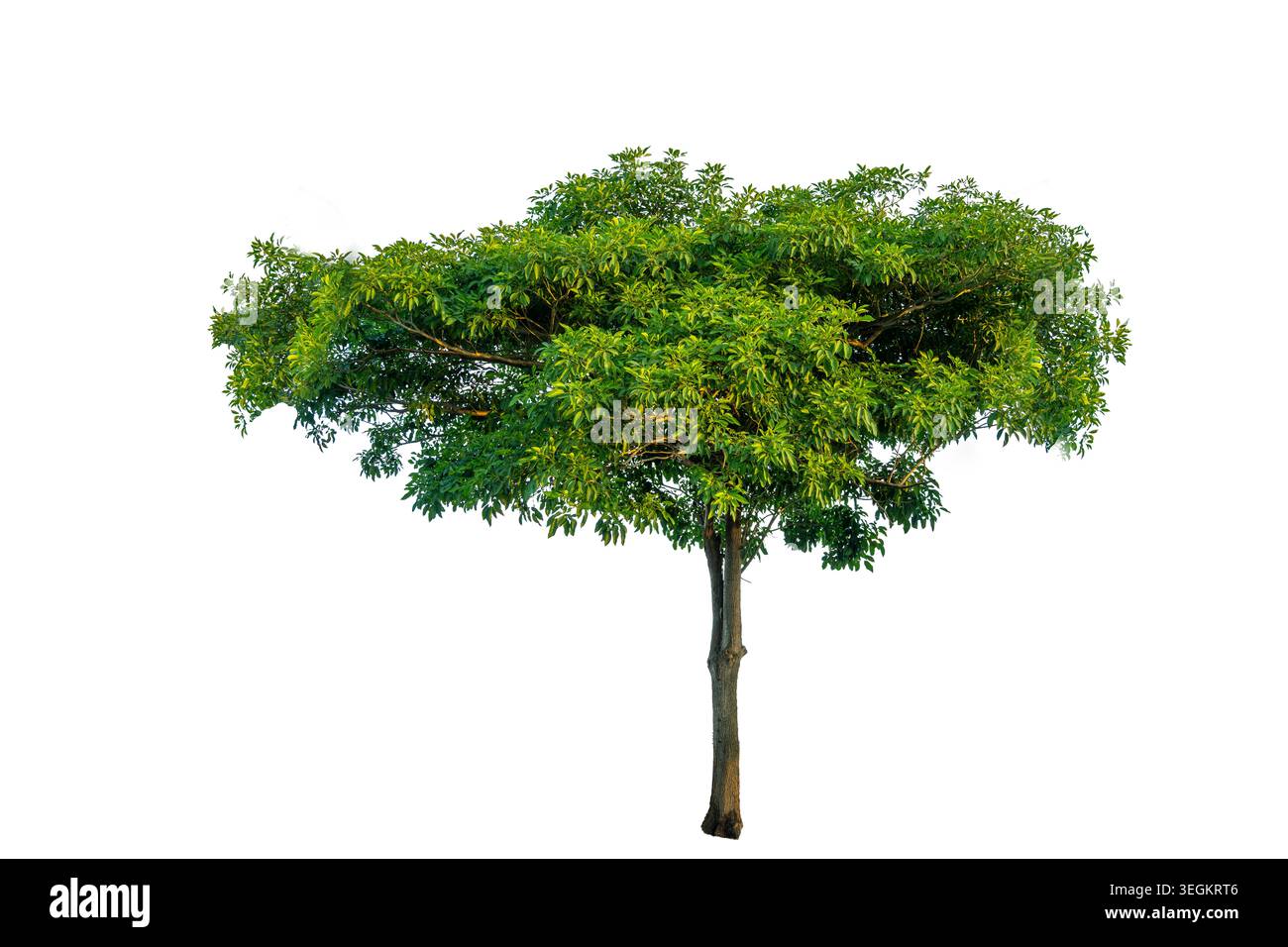 Single big green tree isolated on a solid white background for architectural and landscape design element Stock Photo