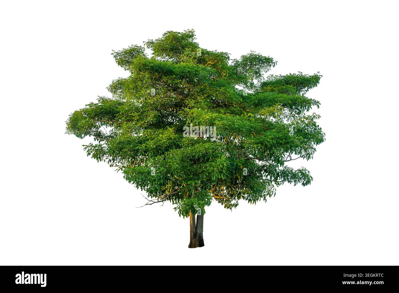 Single big green tree isolated on a solid white background for architectural and landscape design element Stock Photo