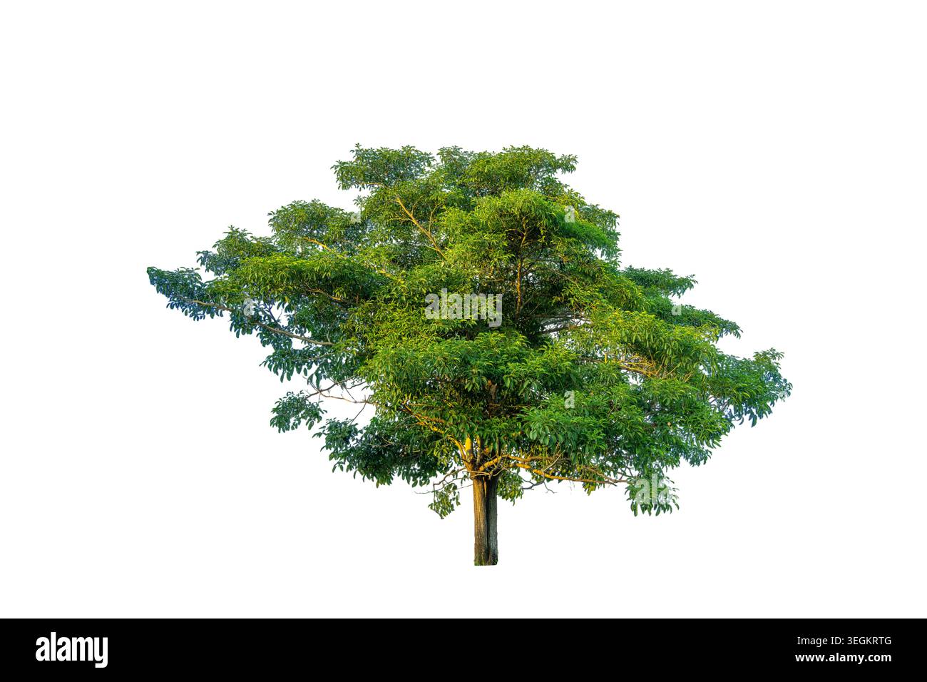 Single big green tree isolated on a solid white background for architectural and landscape design element Stock Photo