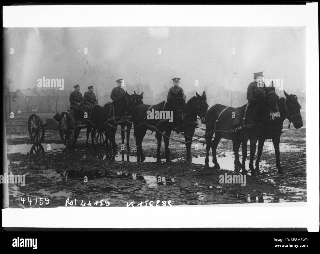 British artillery employs mules to pull cannons in 1915, captured as a ...