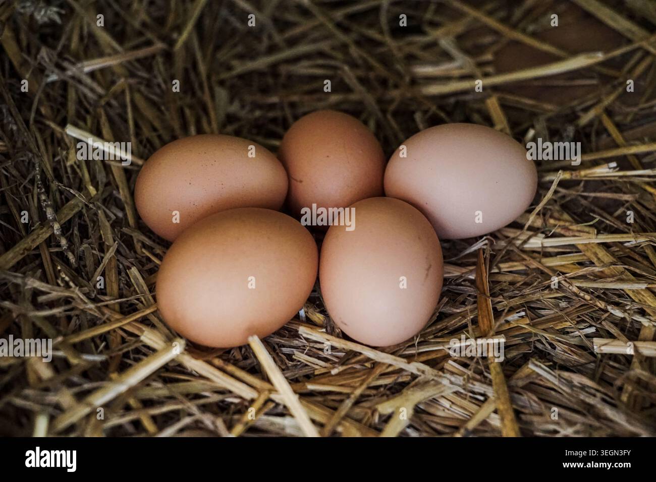 Brown and white chicken eggs resting on straw bedding inside a rustic poultry nesting box. Stock Photo
