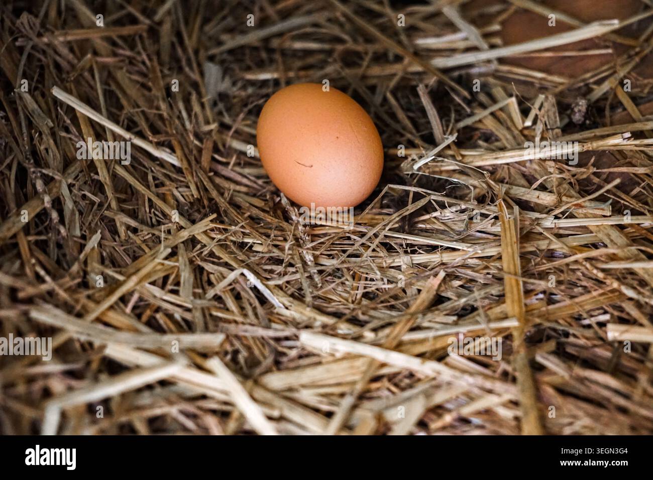 Single brown chicken egg resting on straw bedding inside a rustic poultry nesting box. Stock Photo