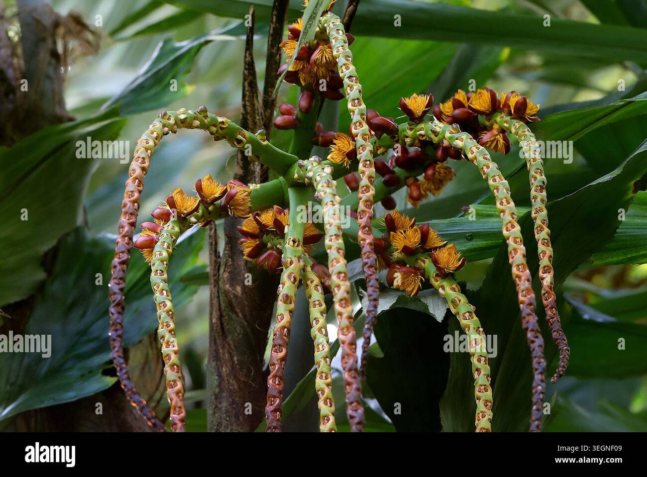 Ivory Cane Palm, Pinanga coronata, Arecaceae. Sumatera to Lesser Sunda ...