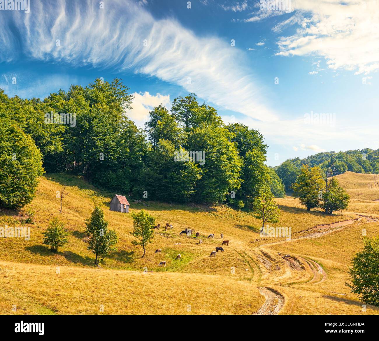 view of mountain meadow at noon. countryside summertime landscape with beech forest on the grassy field on hill. fluffy clouds on a bright blue sky. a Stock Photo