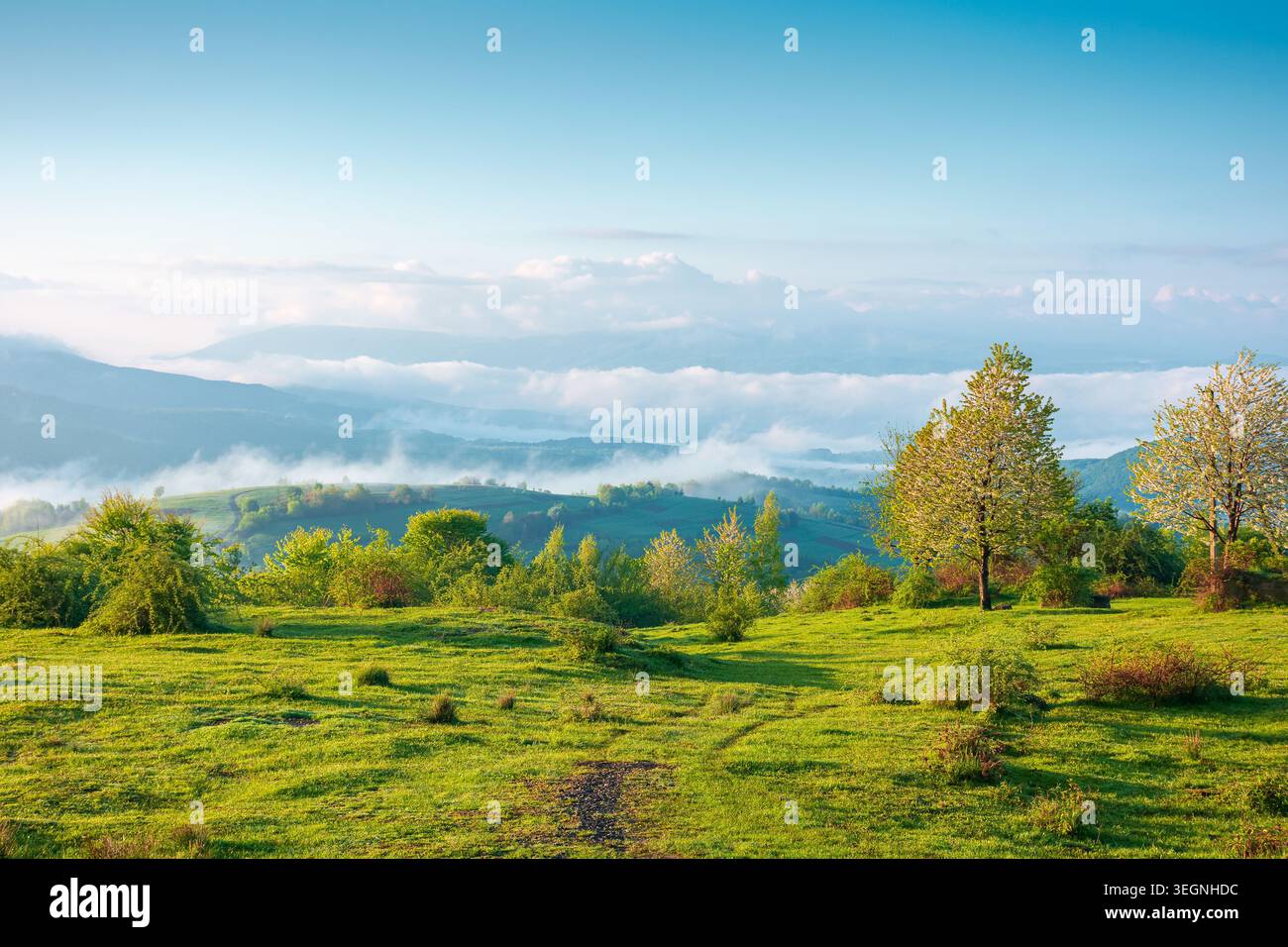 carpathian mountain landscape on a foggy morning. outdoor adventure image for stunning view of meadow in morning light. mountain field and rolling cou Stock Photo