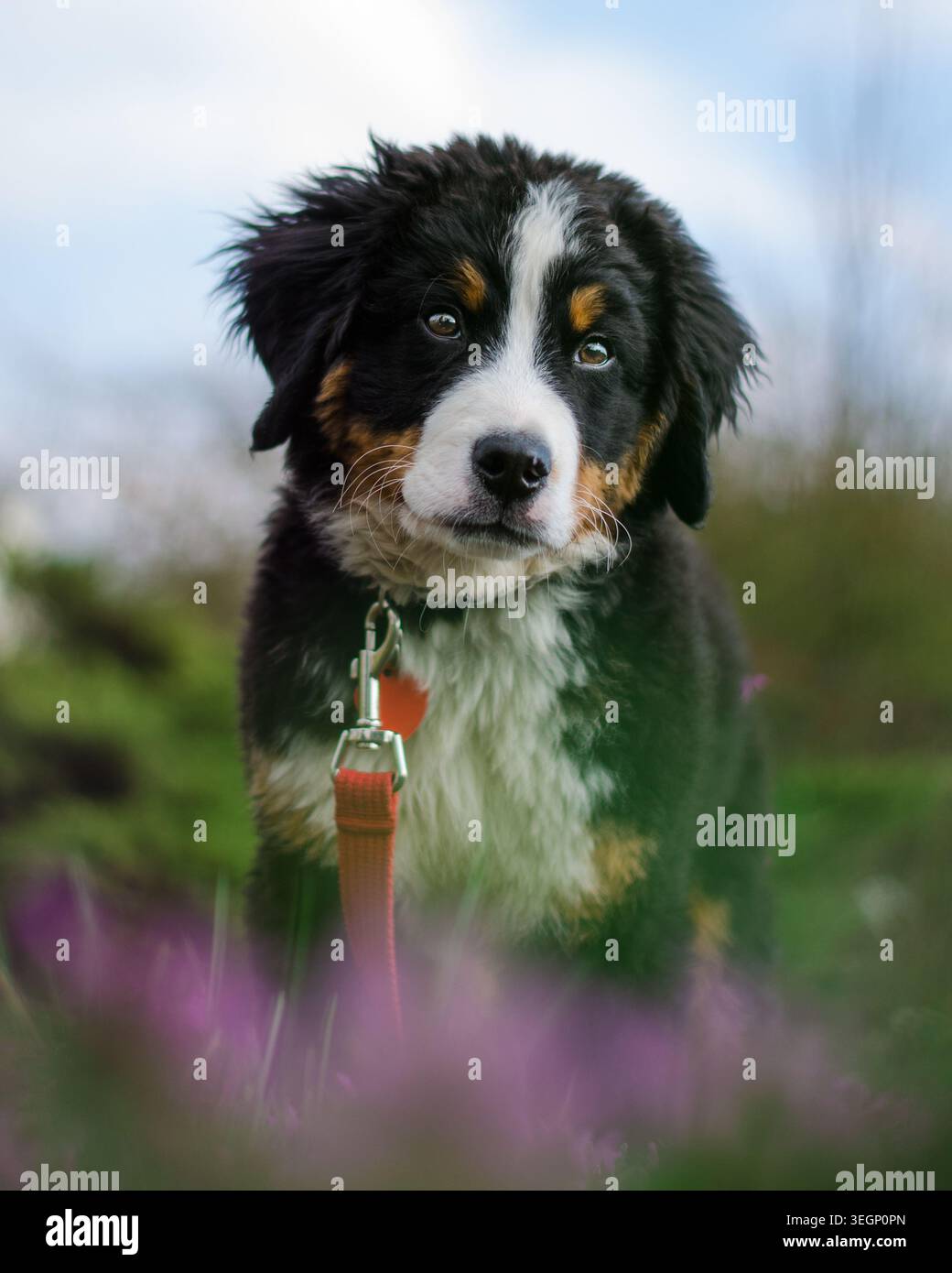 Bernese puppy portrait Stock Photo