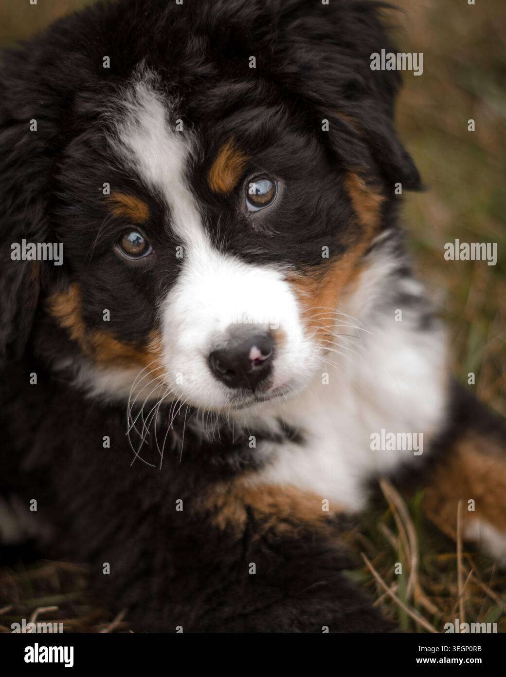 Bernese puppy portrait Stock Photo
