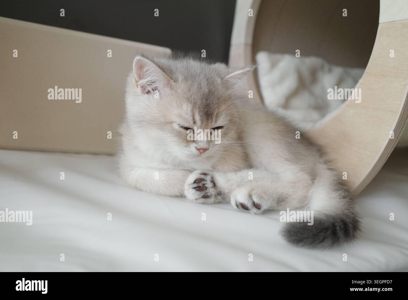 A silver British short hair kitten Stock Photo