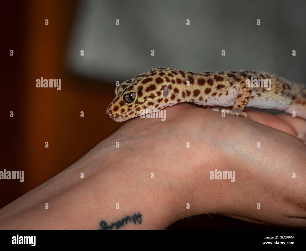 Leopard gecko lizard resting on a human hand showing spotted patterns and texture Stock Photo