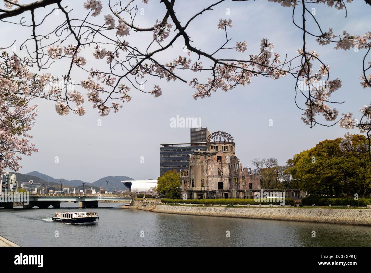 A Sakura cherry blossom tree in the Peace Memorial Park, Motoyasu river ...