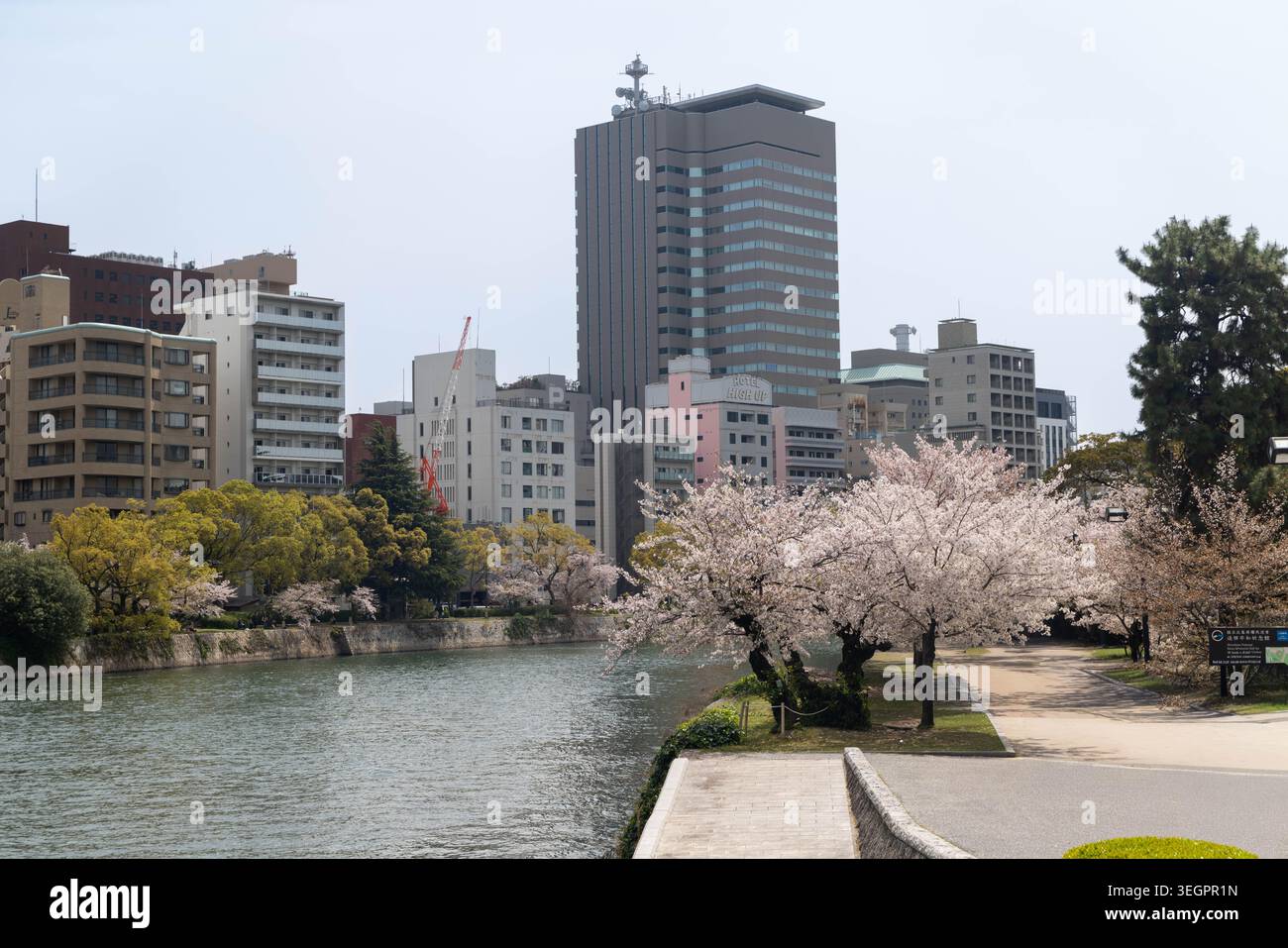 A Sakura cherry blossom tree in the Peace Memorial Park, Motoyasu river ...