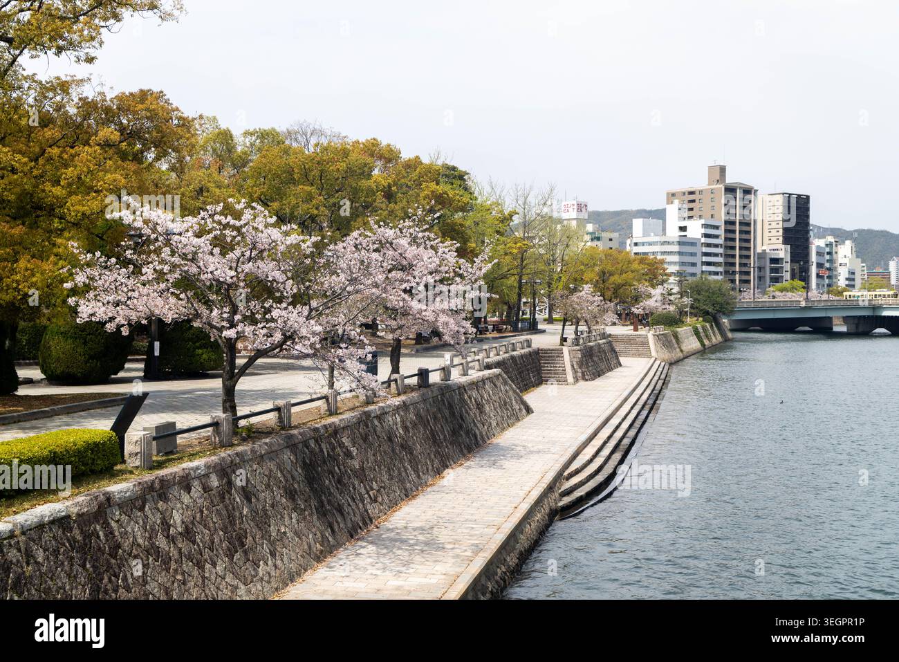 A Sakura cherry blossom tree in the Peace Memorial Park, Motoyasu river ...