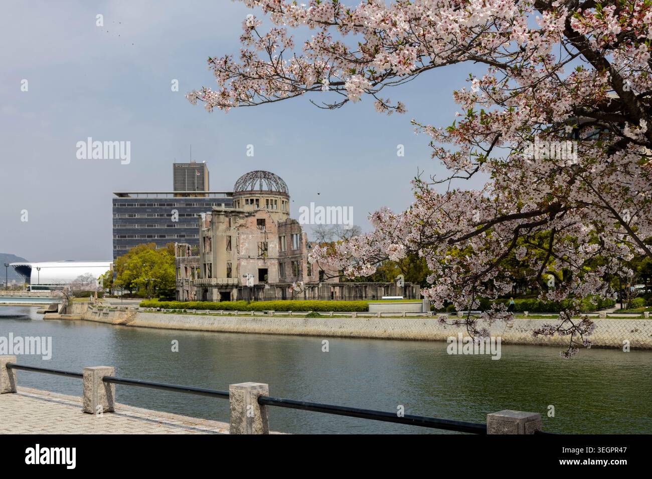 A Sakura cherry blossom tree in the Peace Memorial Park, Motoyasu river ...
